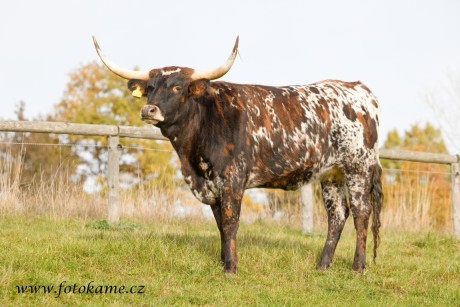 Texas longhorn 191025 16