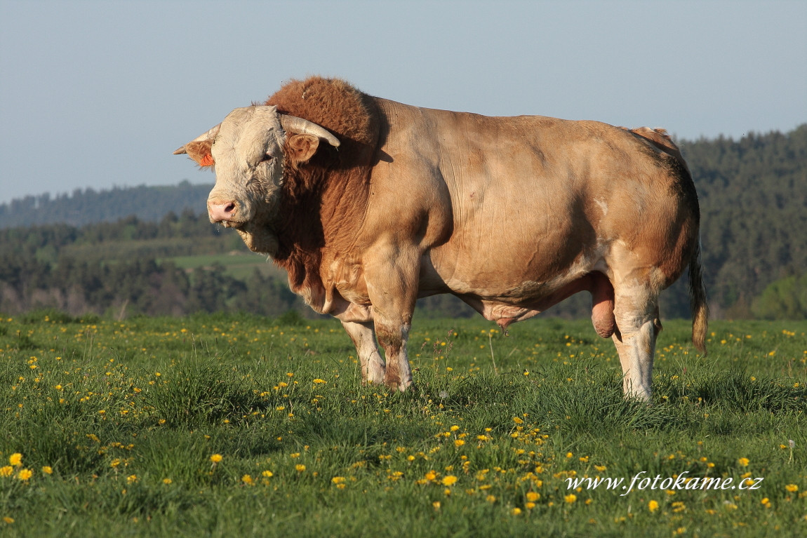 Kundratice 2011 2