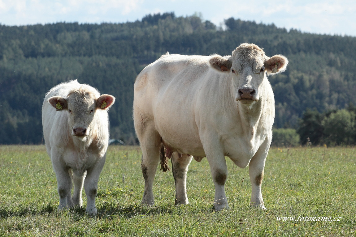 Dlouhé Hradiště charolais  1