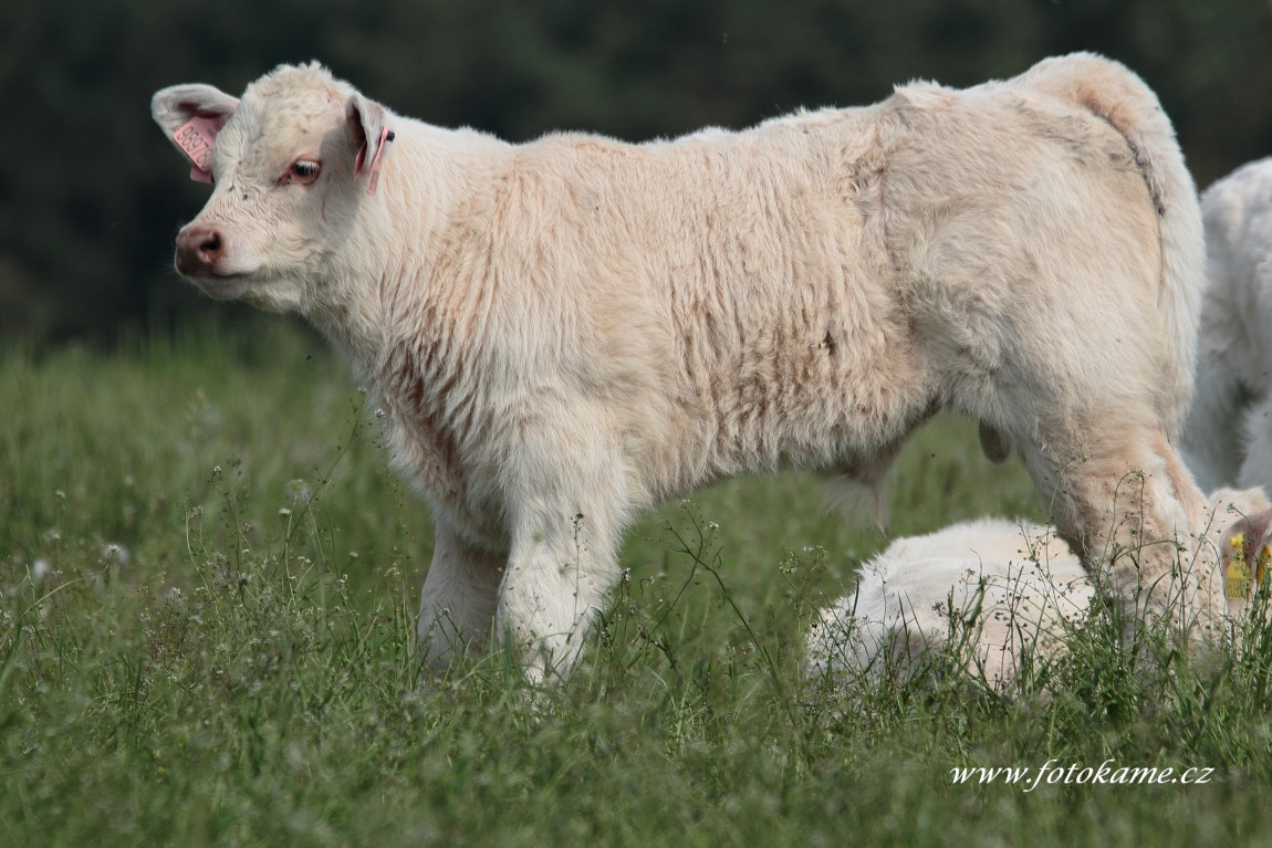 Dlouhé Hradiště charolais  2