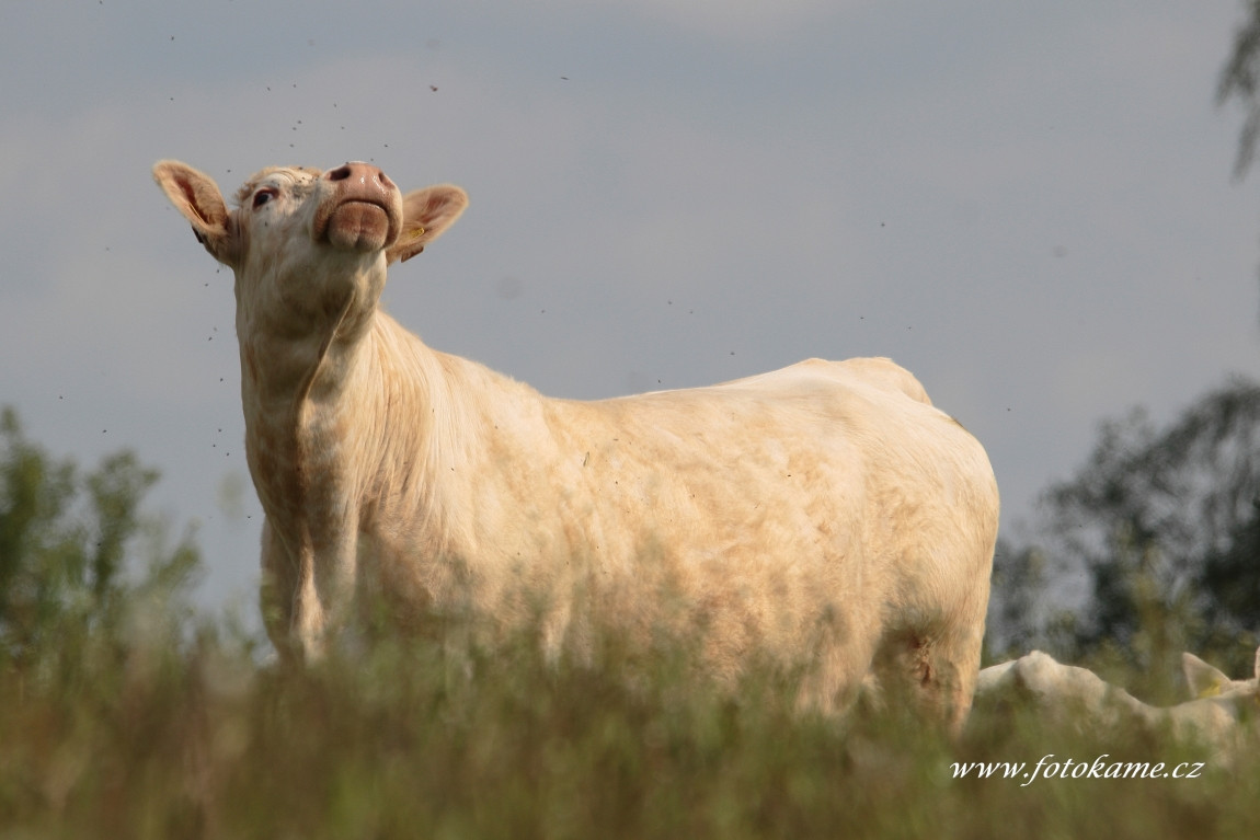 Dlouhé Hradiště charolais  3