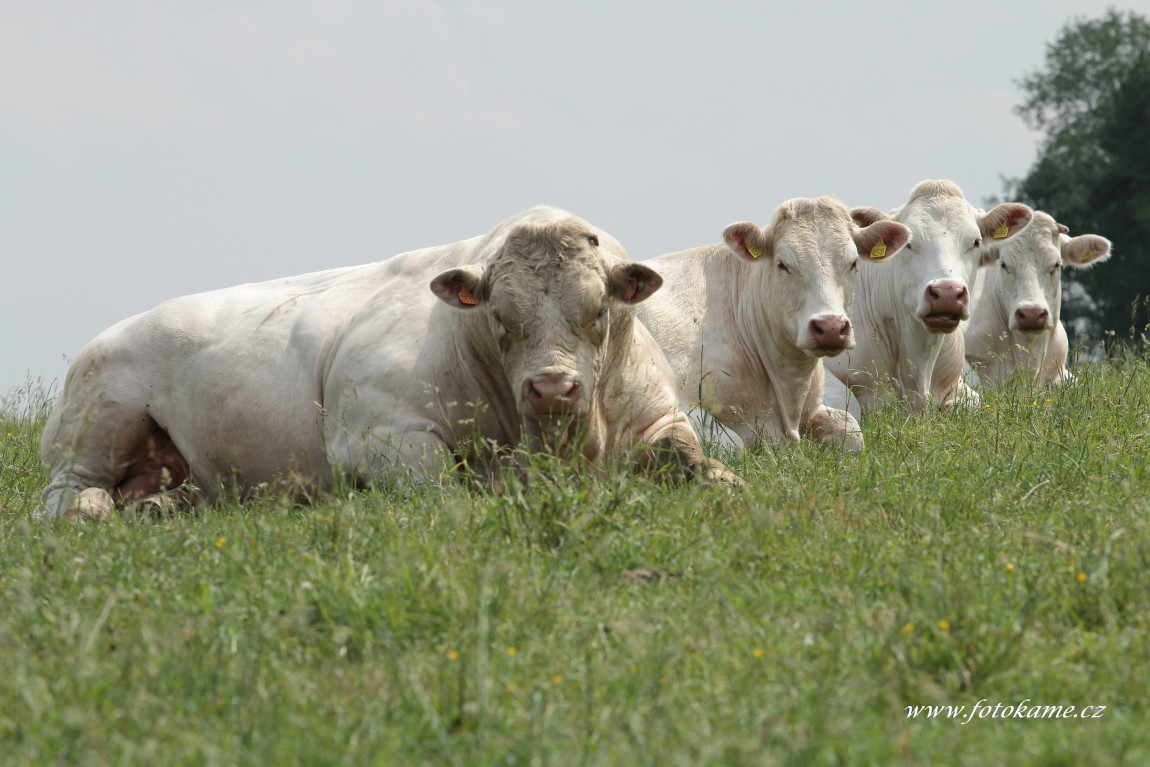 Dlouhé Hradiště charolais  4