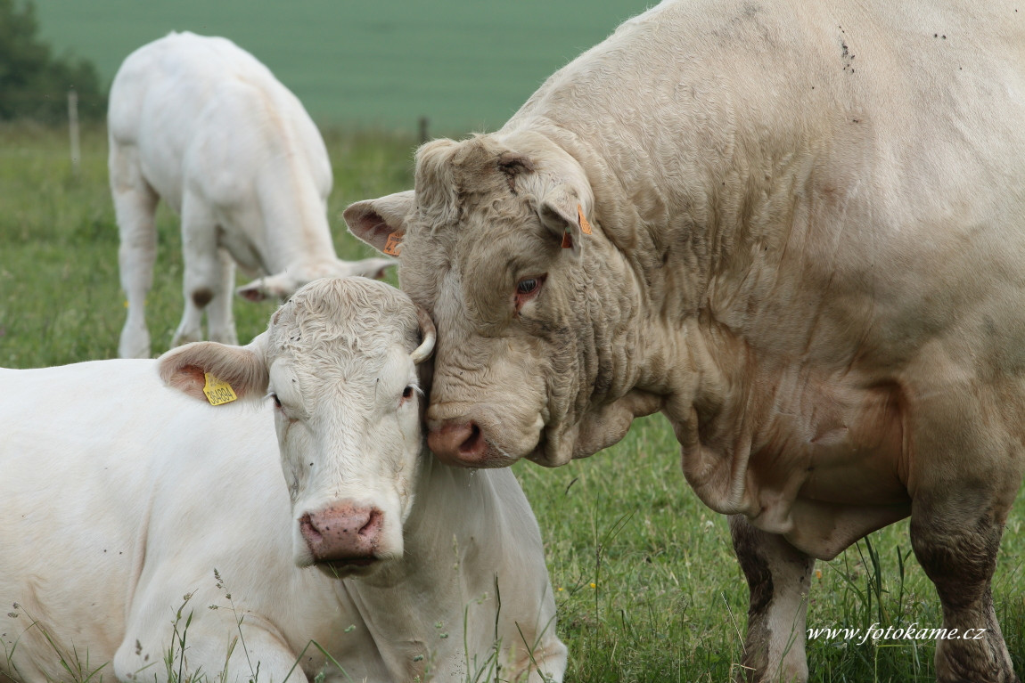 Dlouhé Hradiště charolais  5