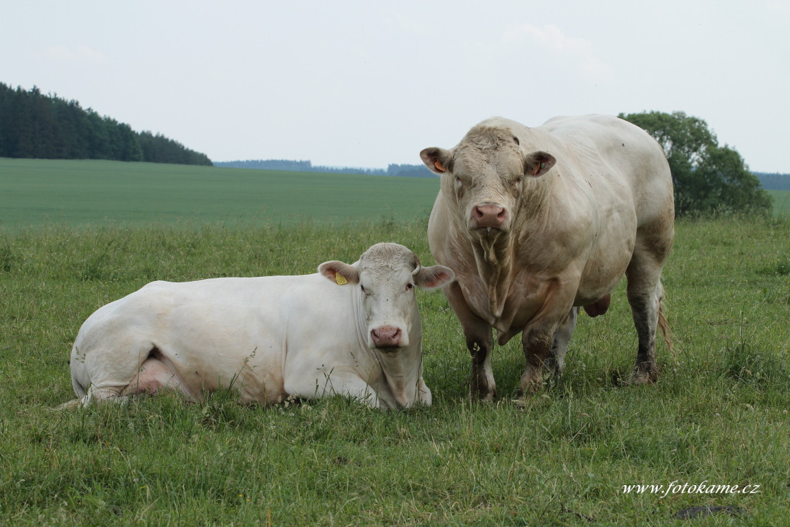 Dlouhé Hradiště charolais  6