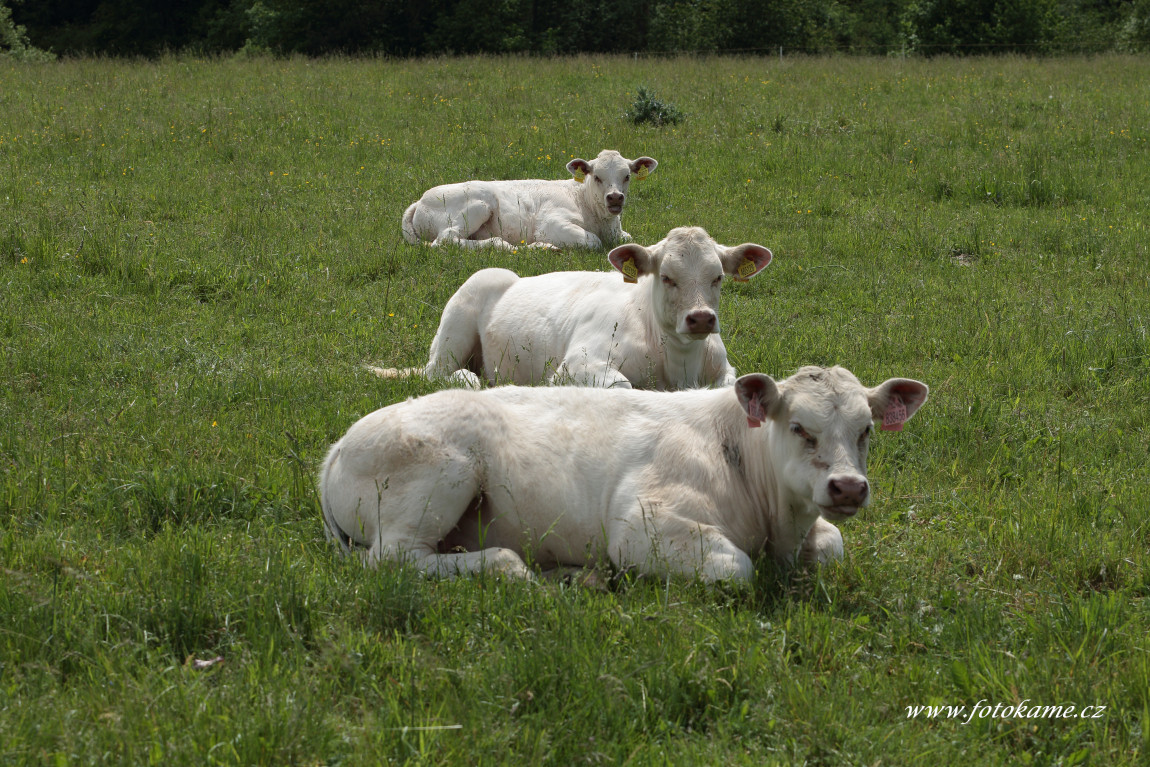 Dlouhé Hradiště charolais  8