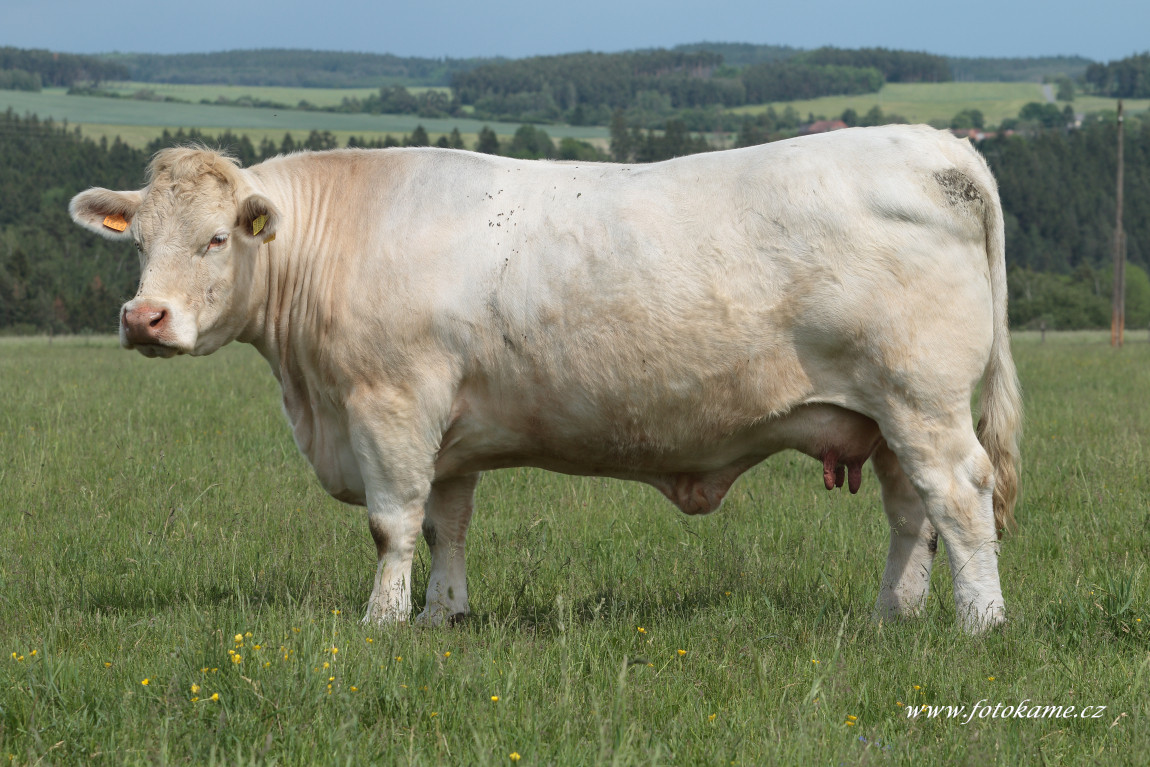 Dlouhé Hradiště charolais  9