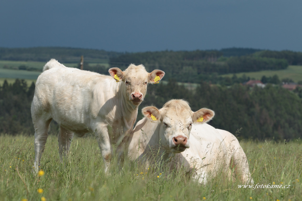 Dlouhé Hradiště charolais  10