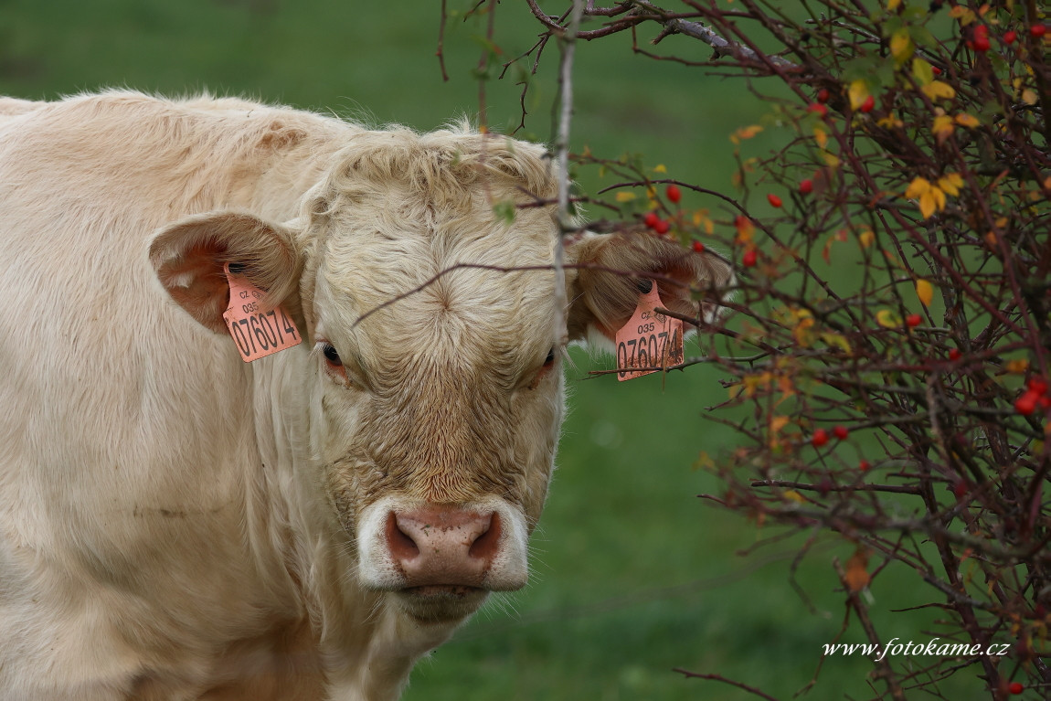 Dlouhé Hradiště charolais  13