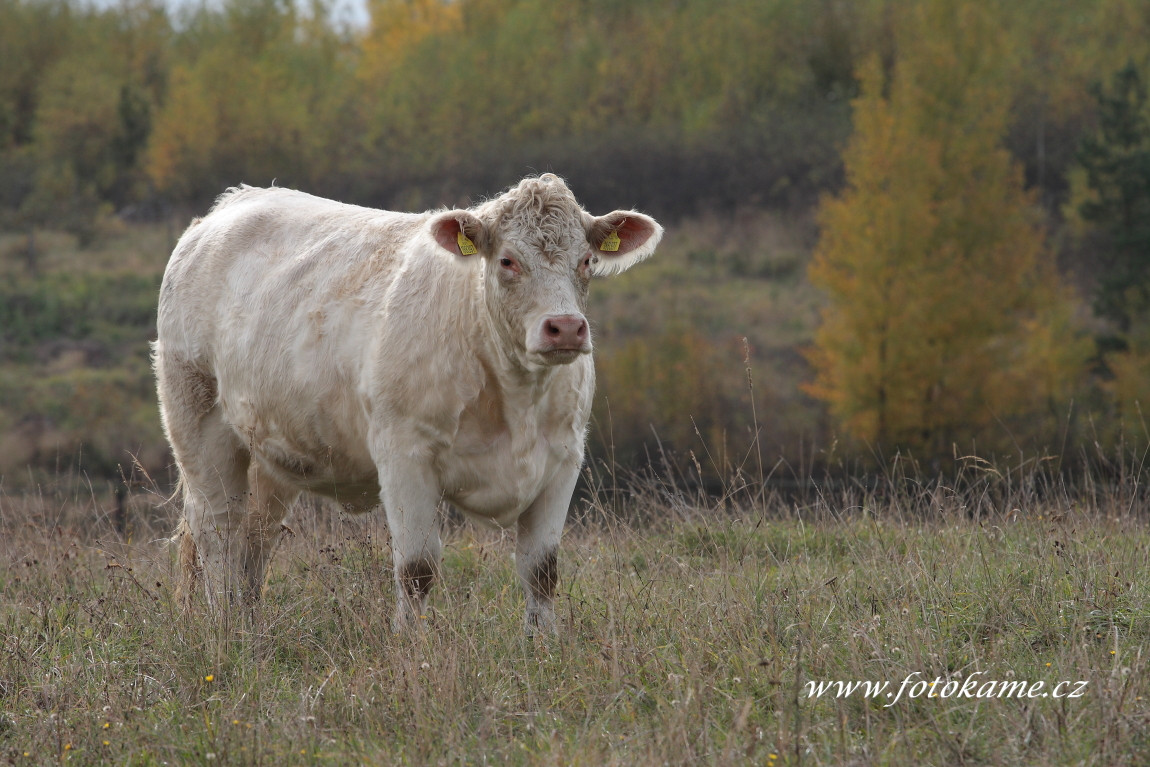 Dlouhé Hradiště charolais  14