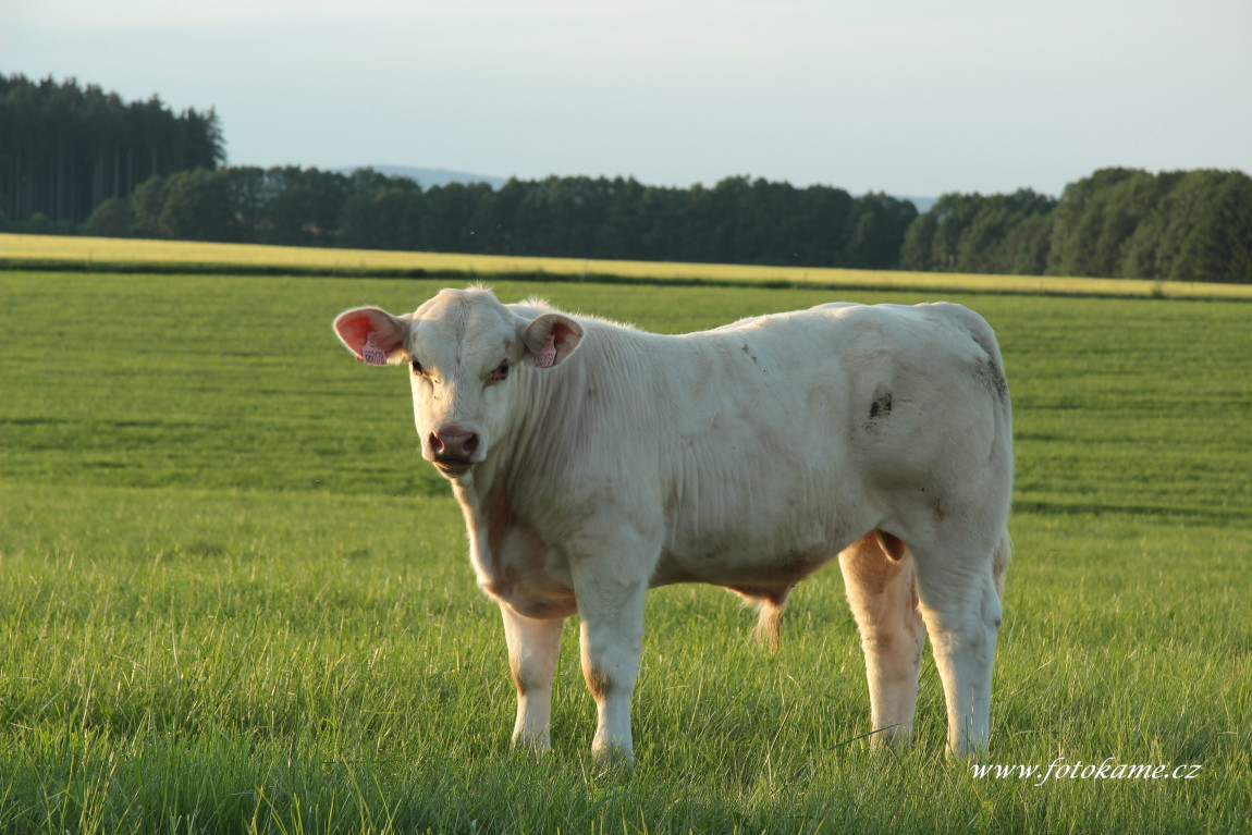 Chodský Újezd charolais