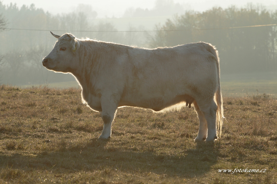 Jadruž charolais  2