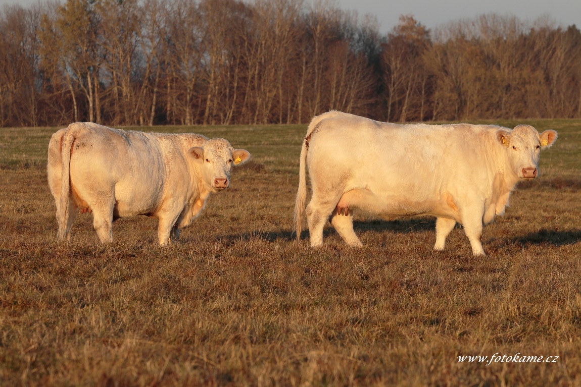 Jadruž charolais  3