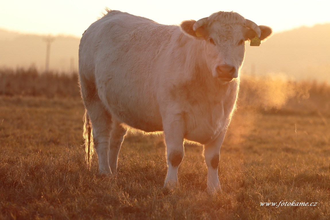 Jadruž charolais  4