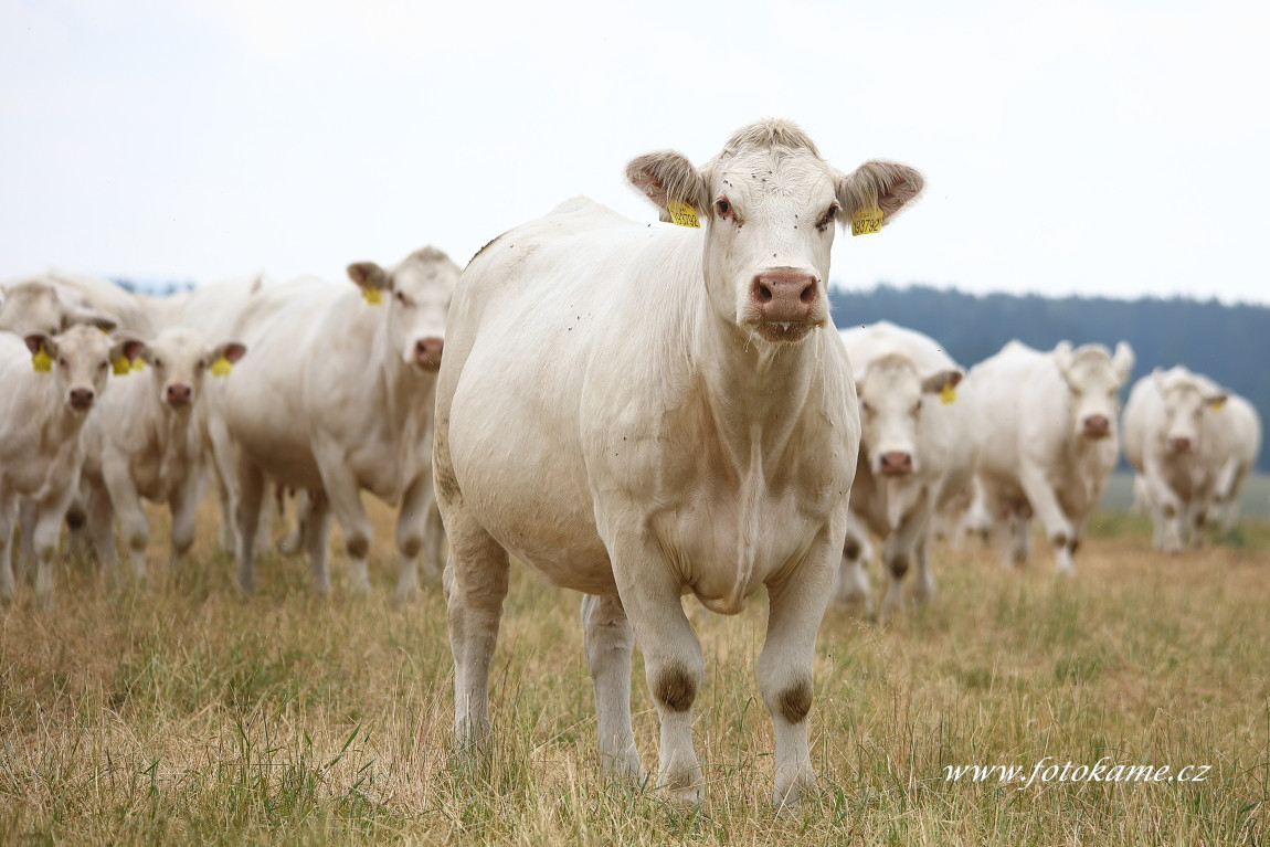 Lobzy charolais  1