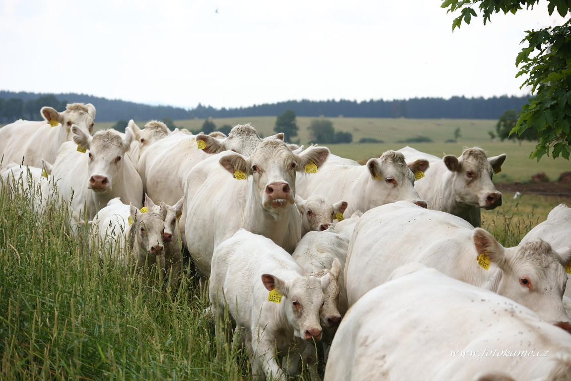 Lobzy charolais  2