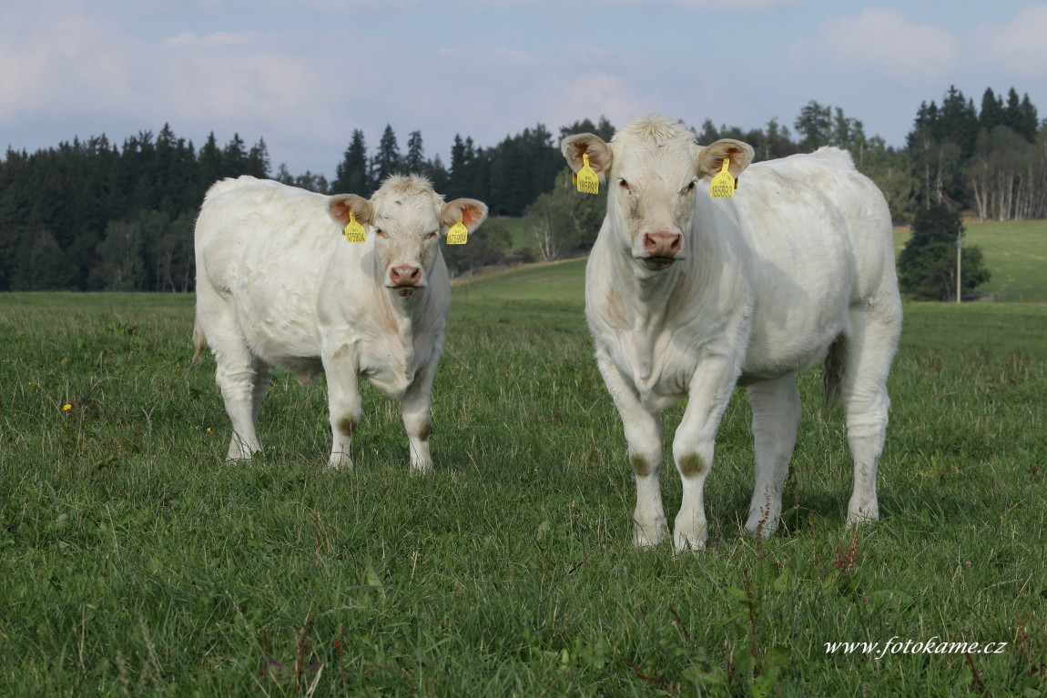 Lobzy charolais