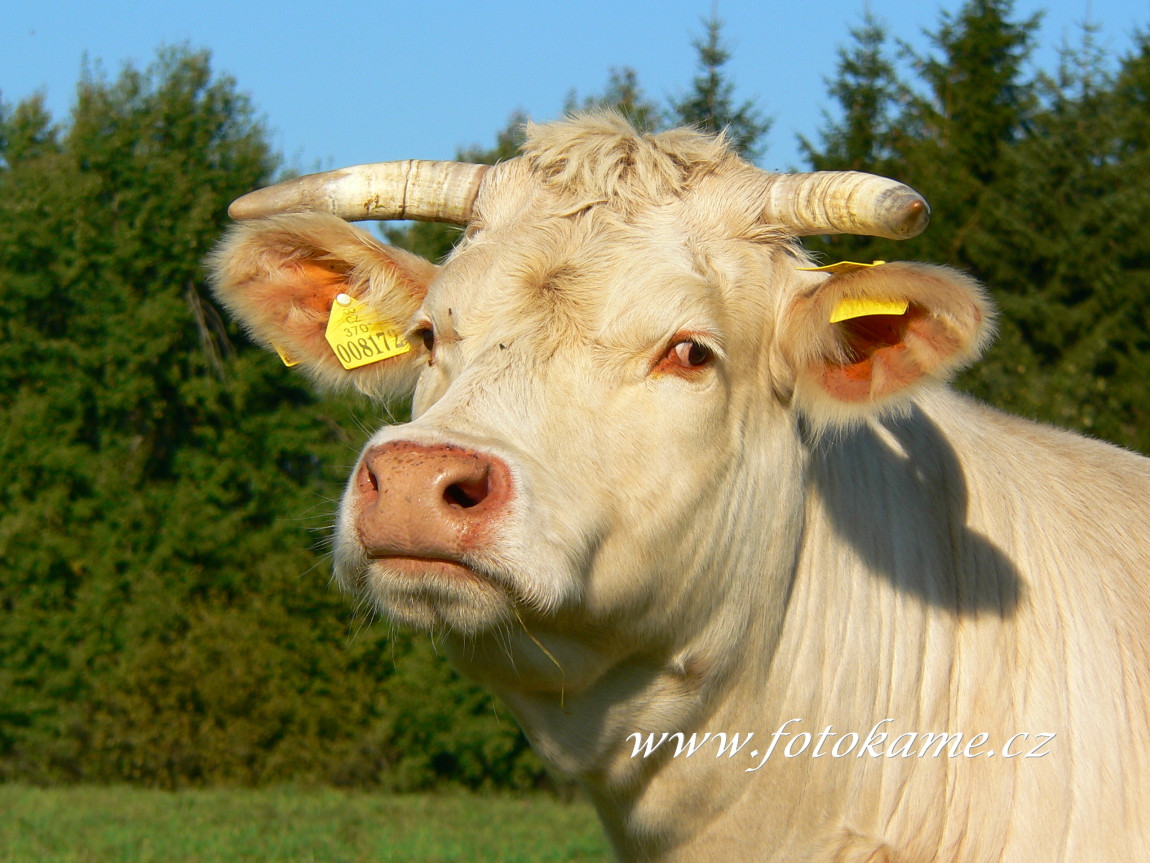 Orlov charolais  1