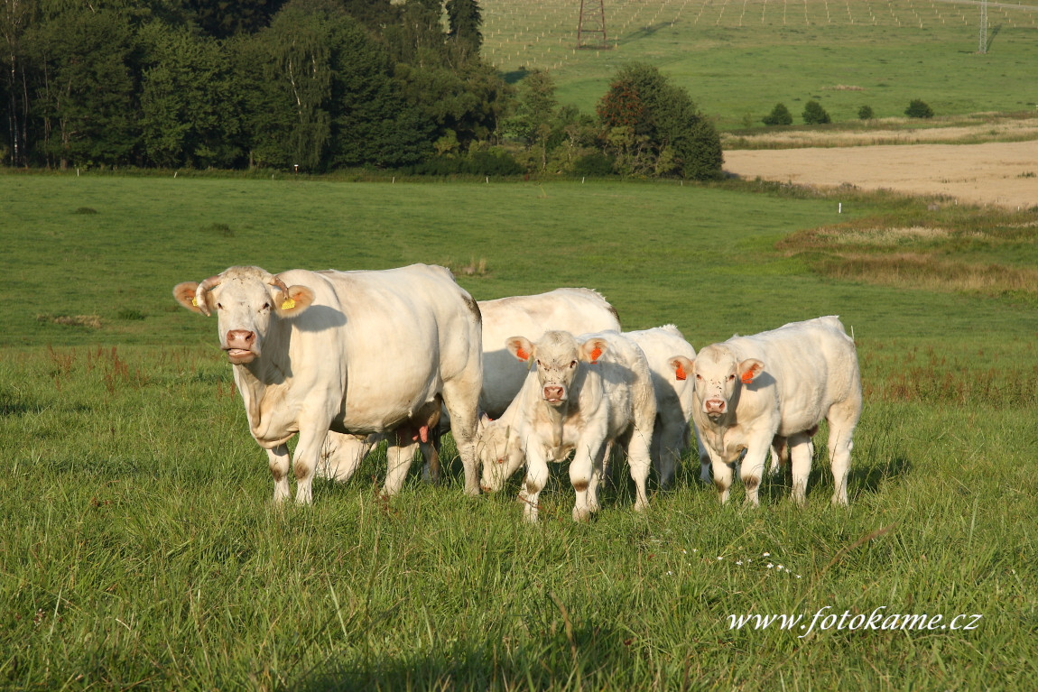 Orlov charolais  2