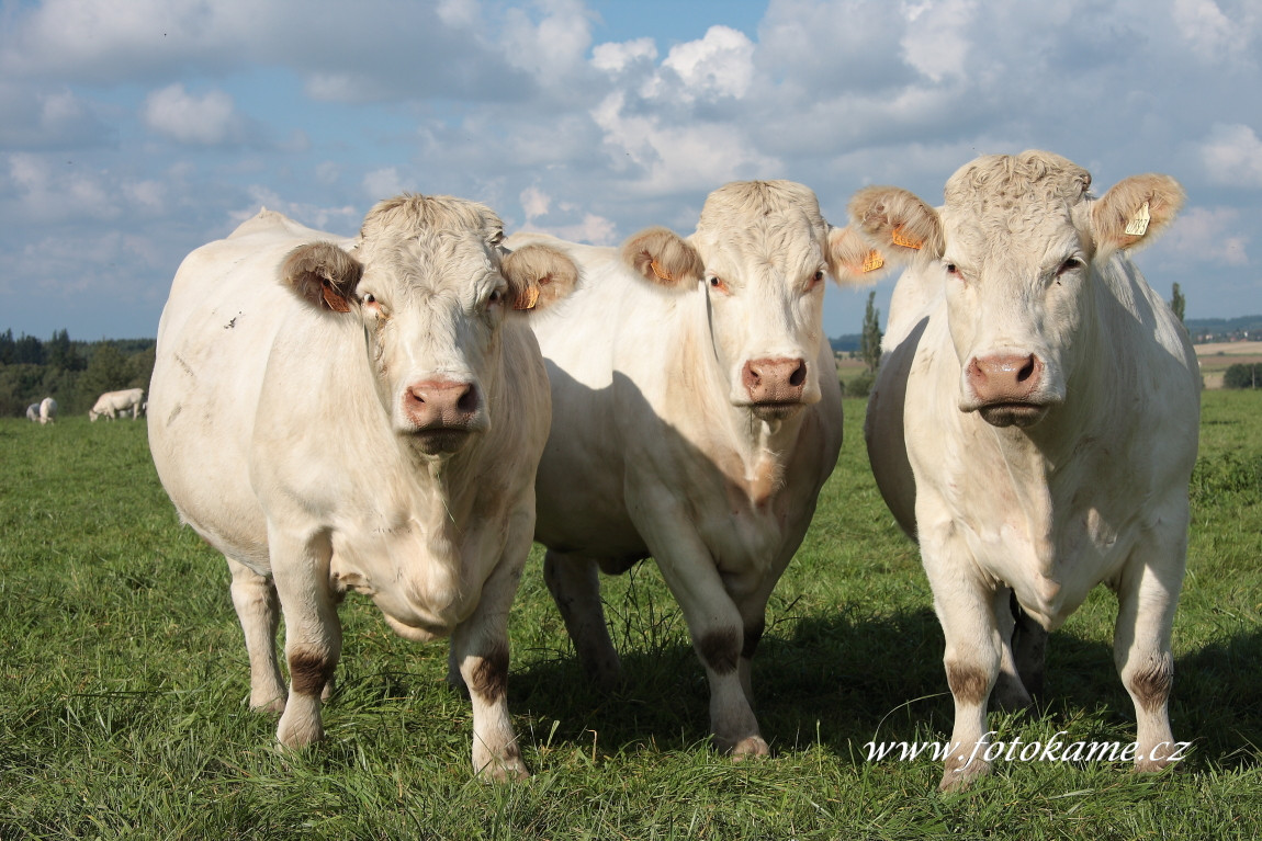 Pěkovice charolais