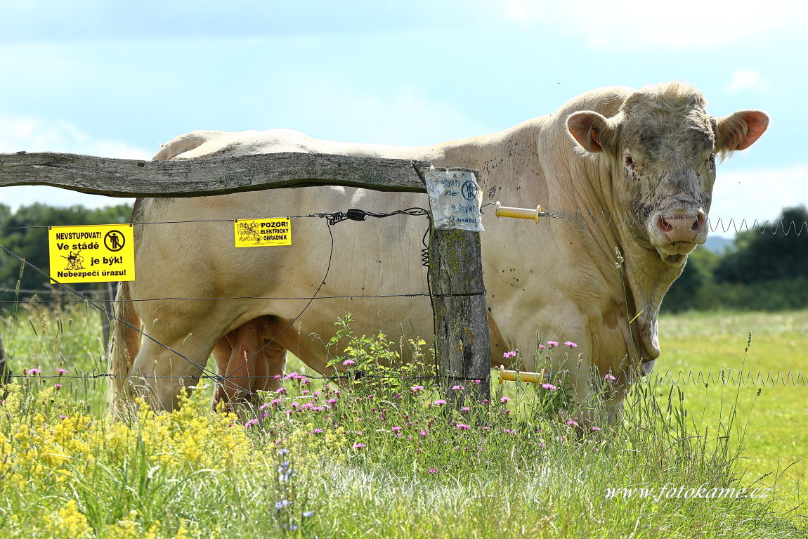 Týniště charolais  1