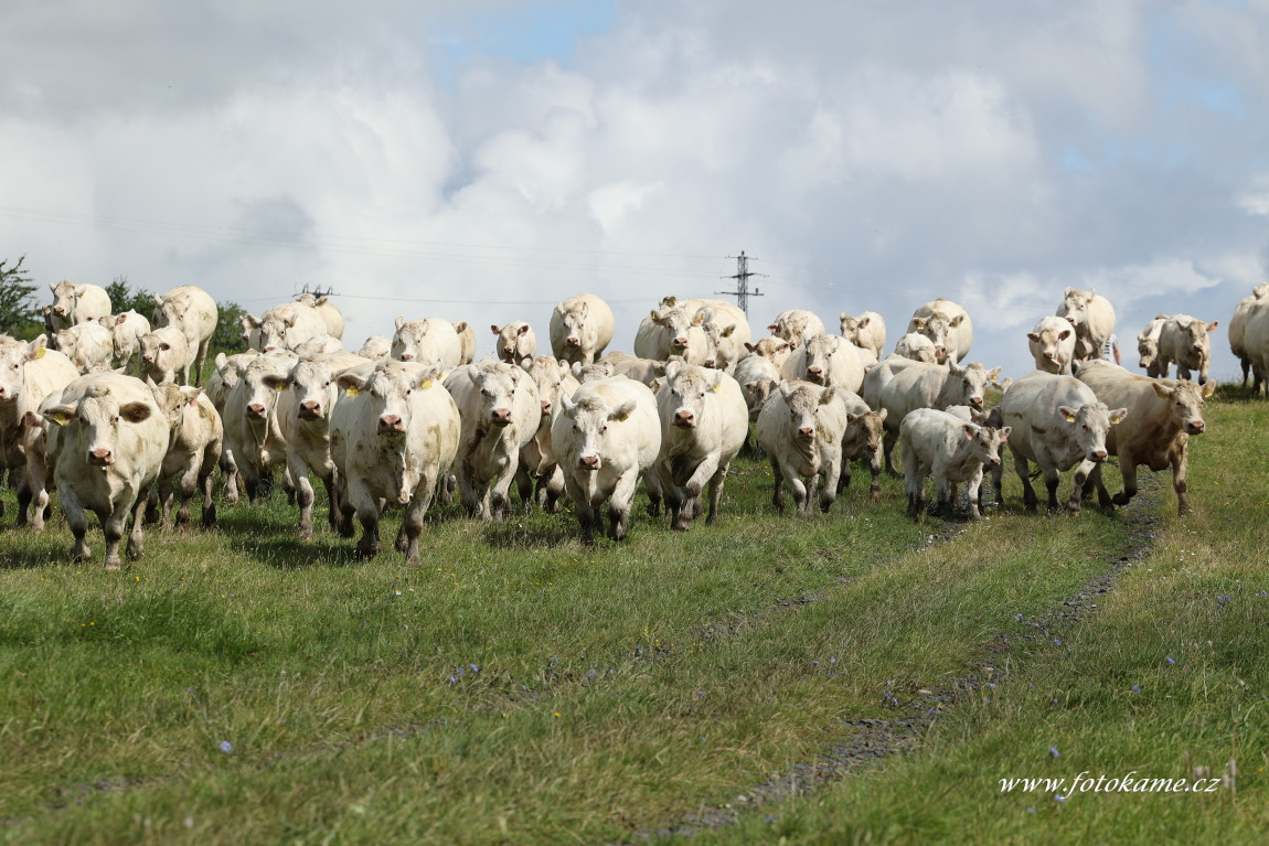 Týniště charolais  2