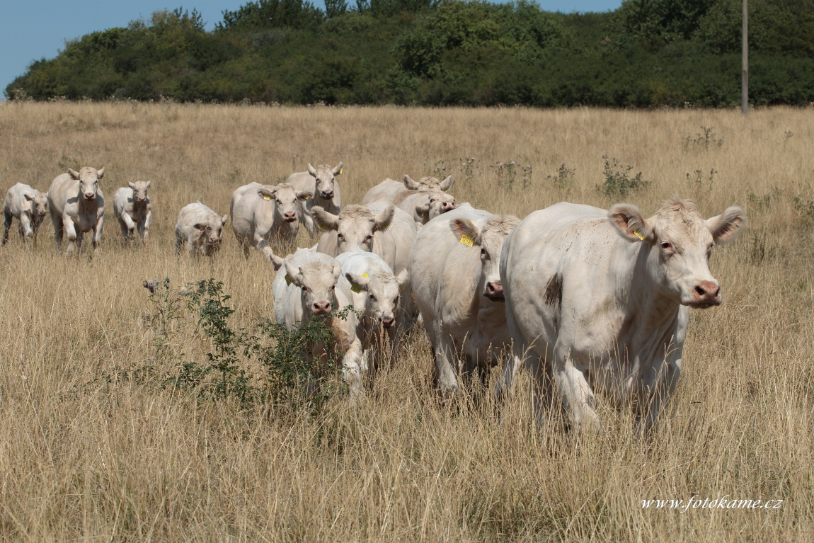 Týniště charolais  3