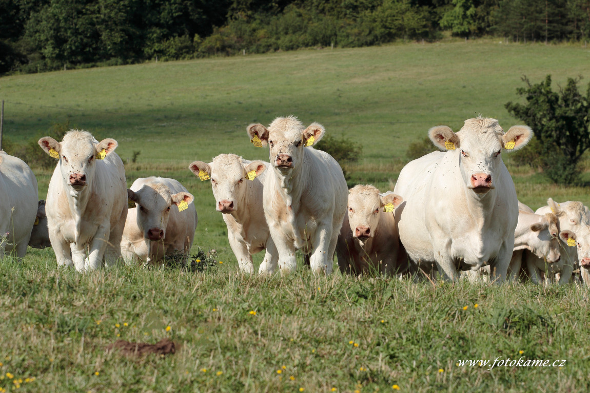 Týniště charolais  4