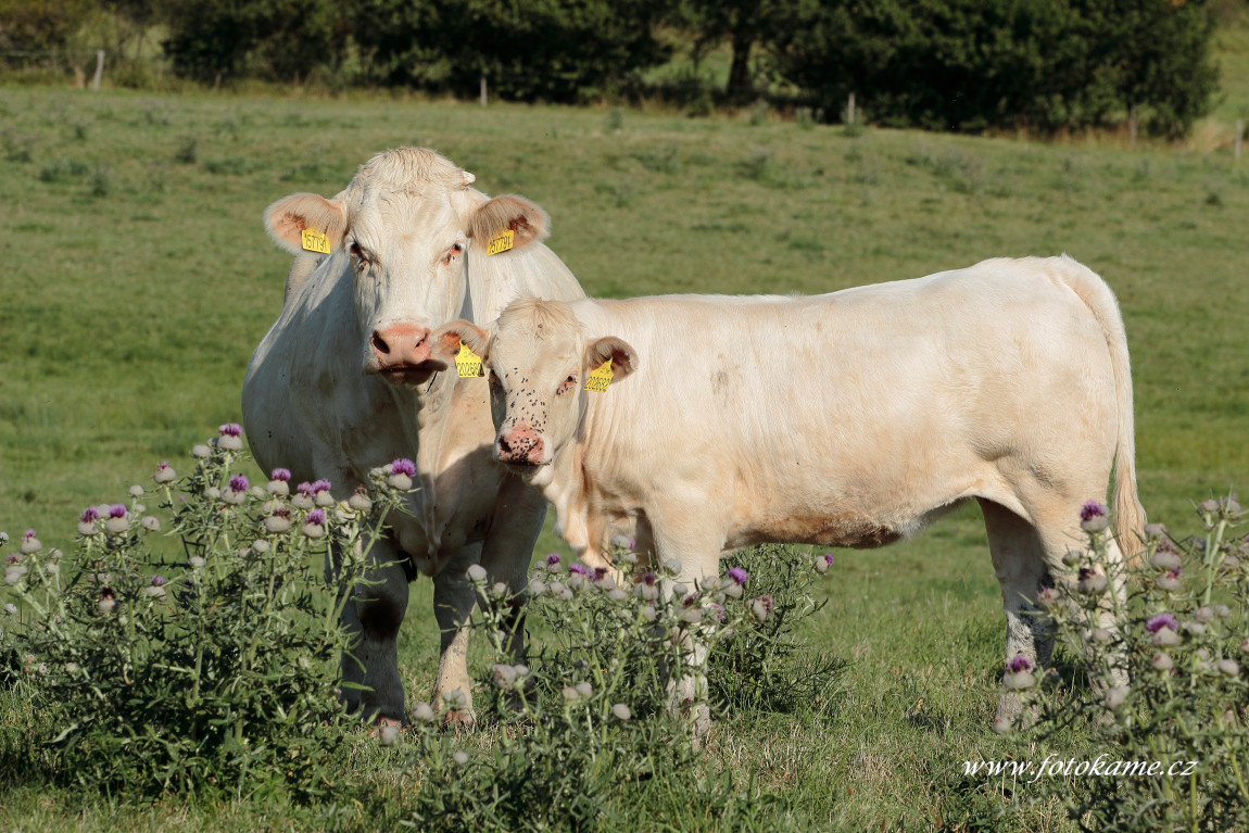 Týniště charolais  6