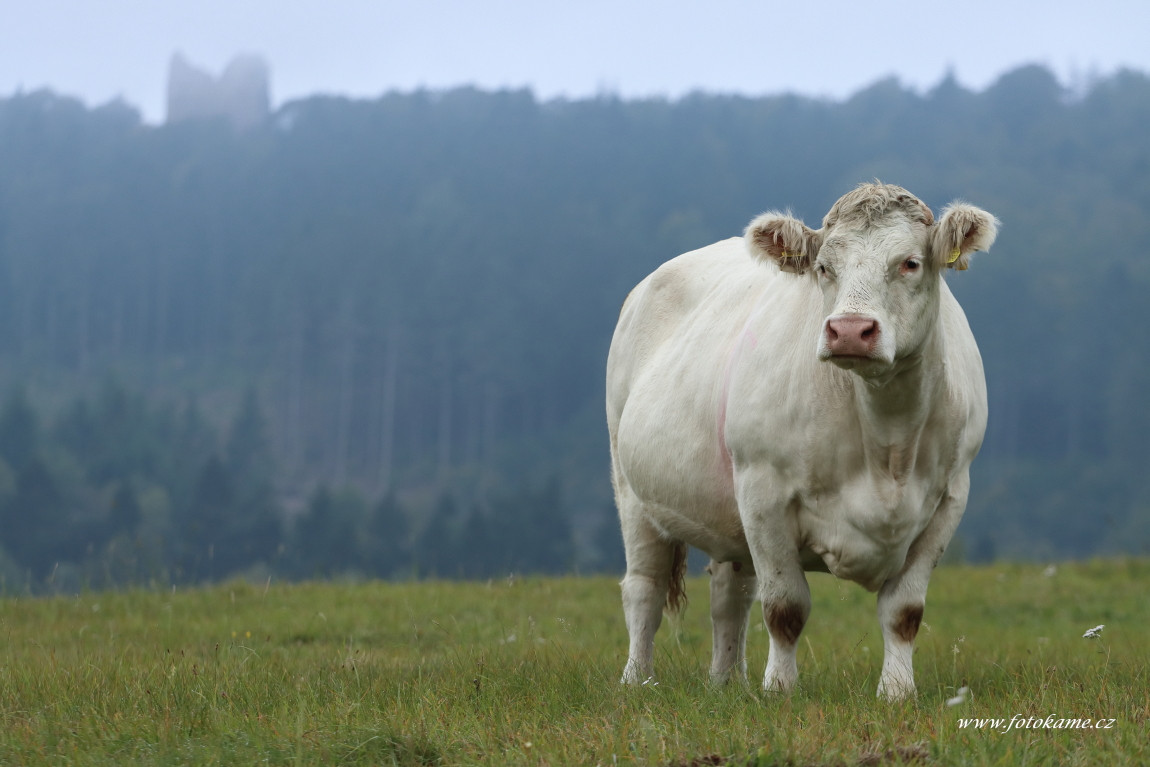 Velké Dvorce charolais  5