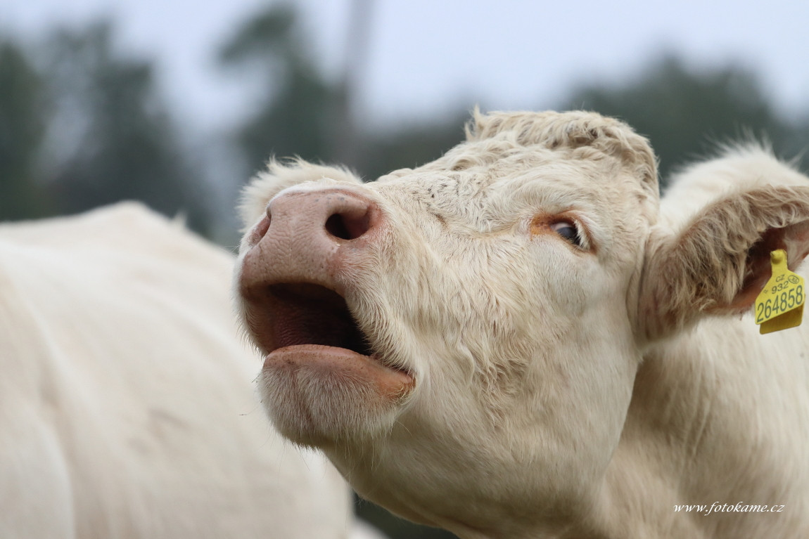 Velké Dvorce charolais  6