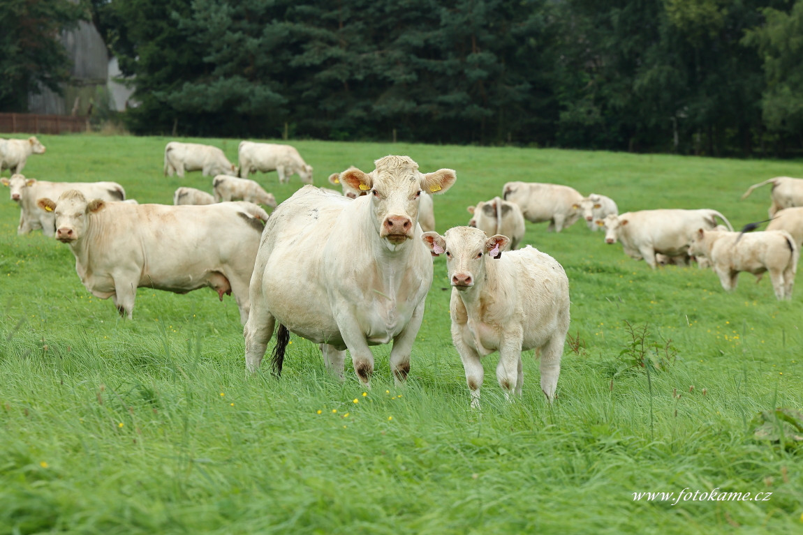 Velké Dvorce charolais  8