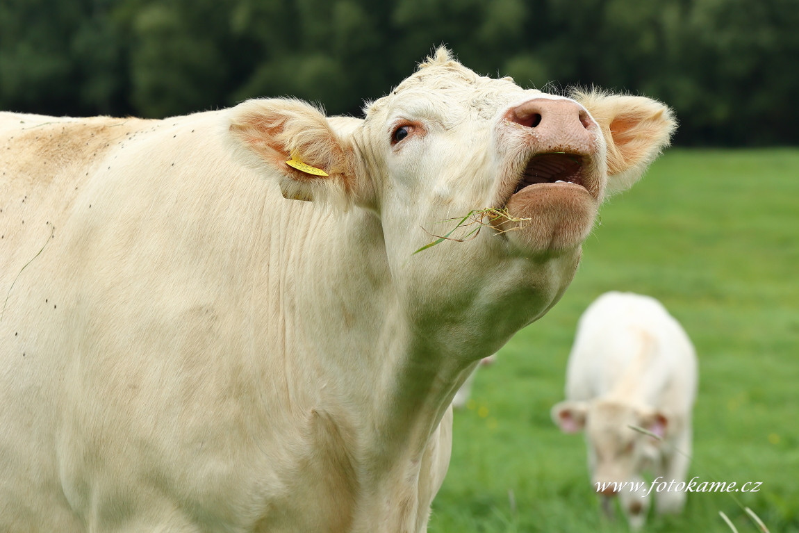 Velké Dvorce charolais  9