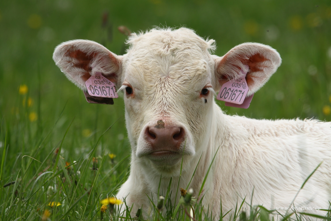 Velké Dvorce charolais  11