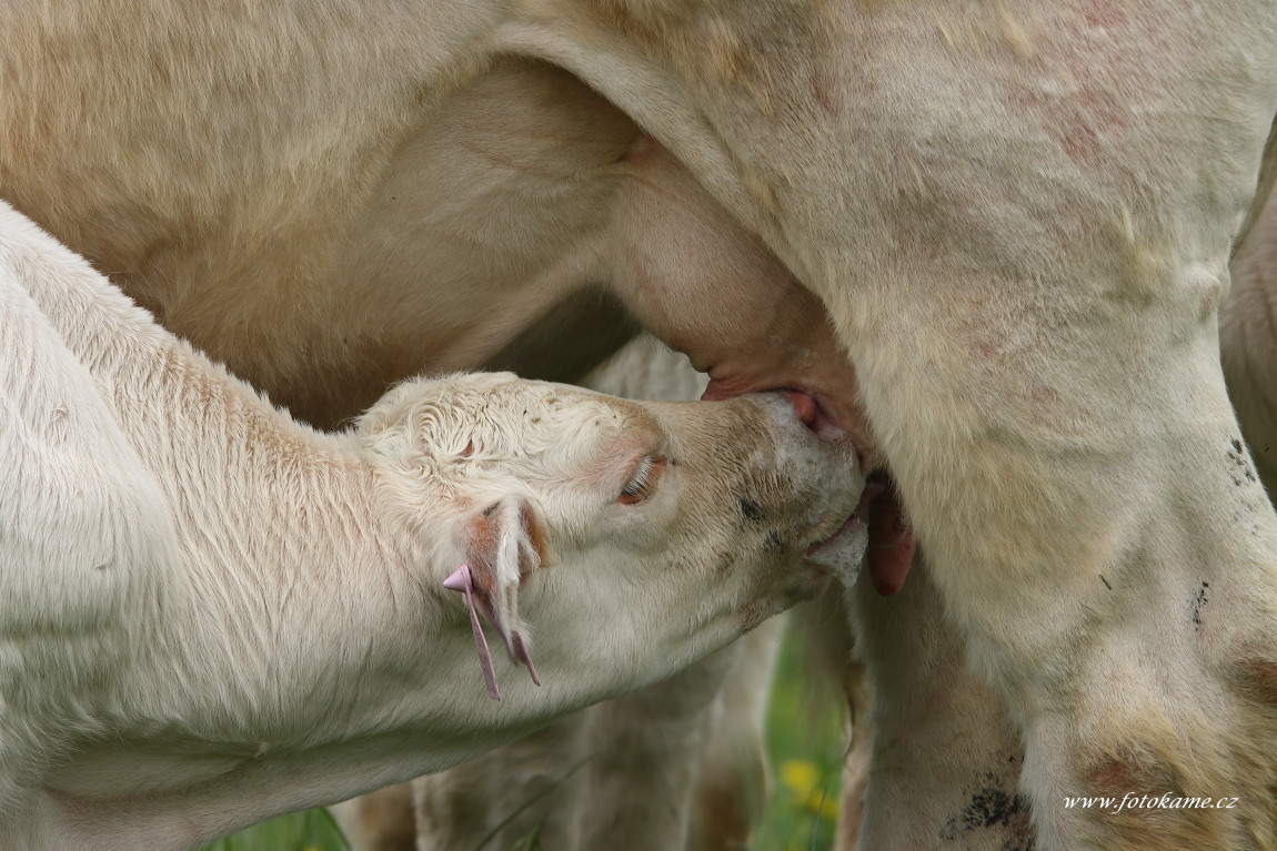 Velké Dvorce charolais  12