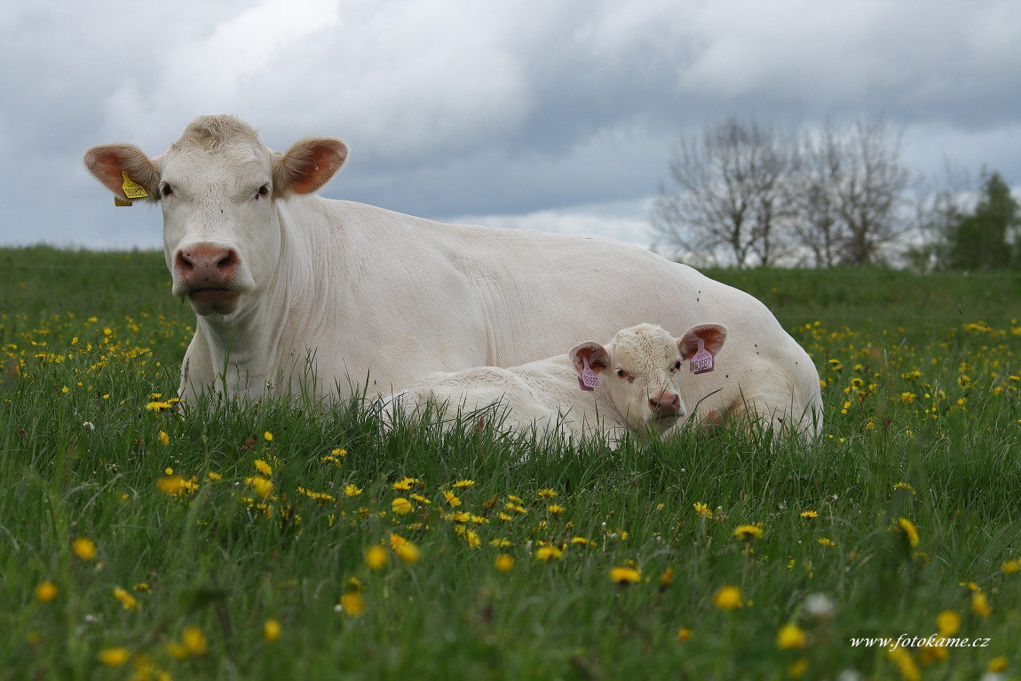 Velké Dvorce charolais  13