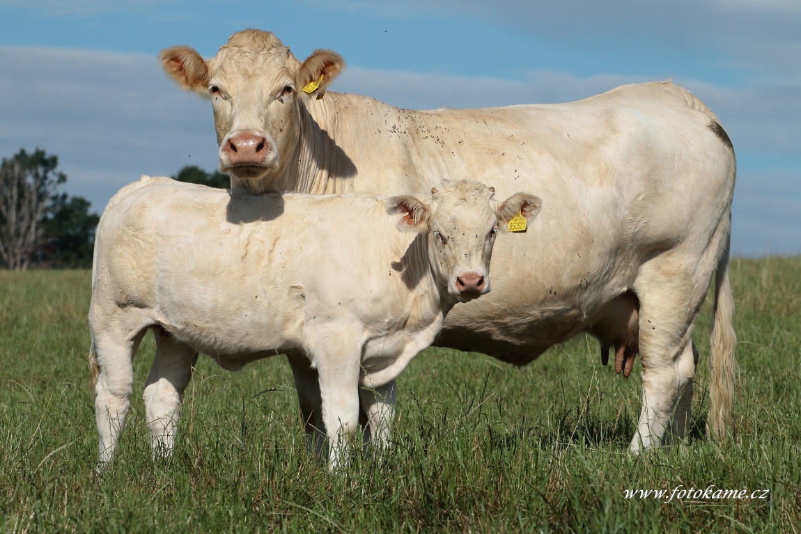 Velké Dvorce charolais  14