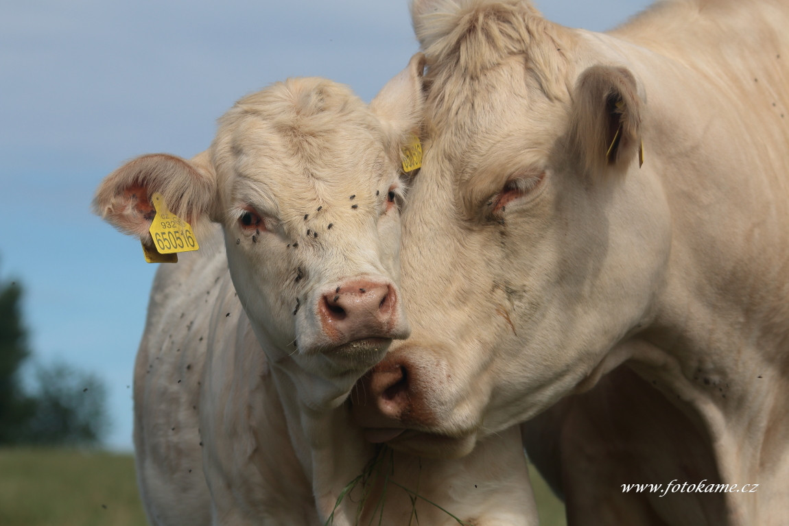 Velké Dvorce charolais  15