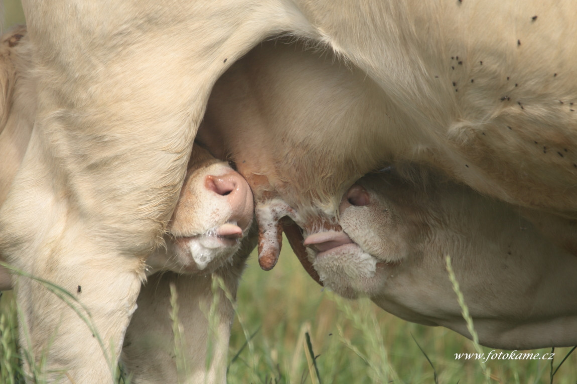 Velké Dvorce charolais  16