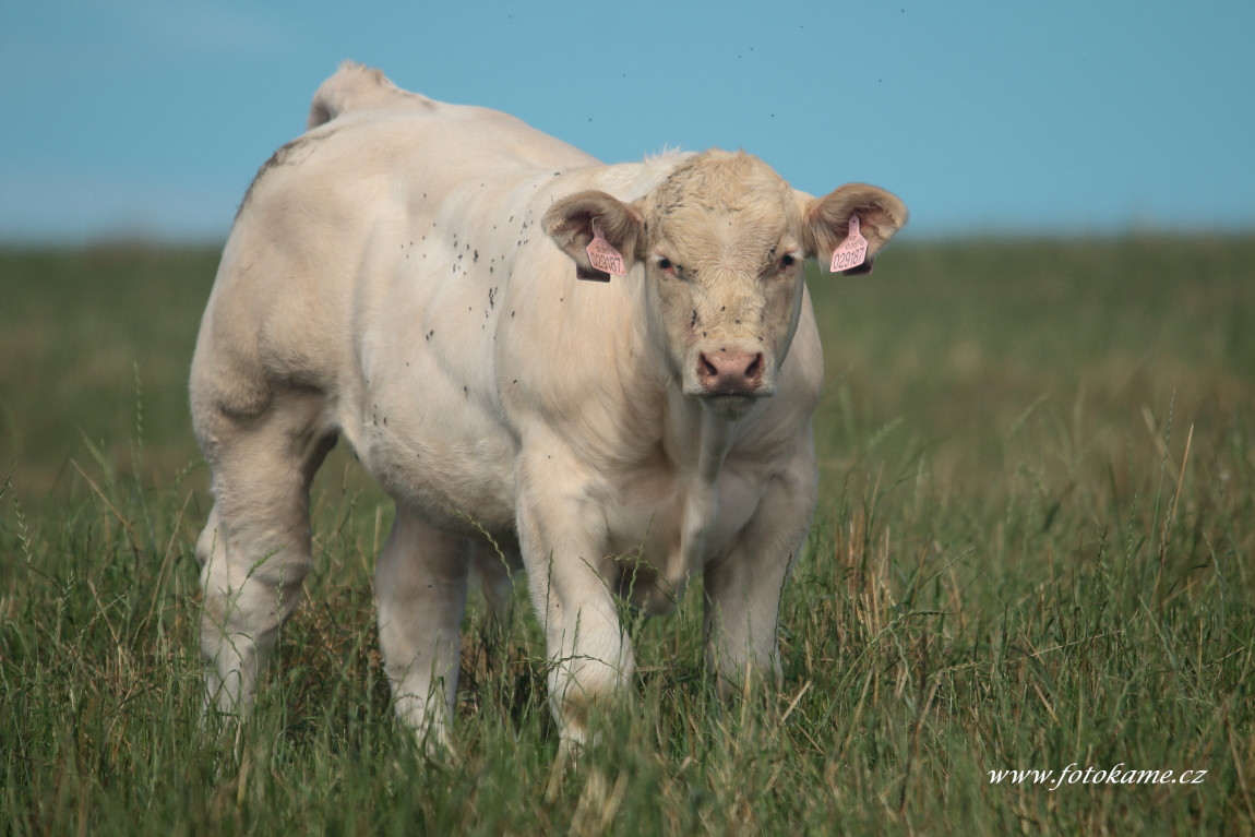 Velké Dvorce charolais  17