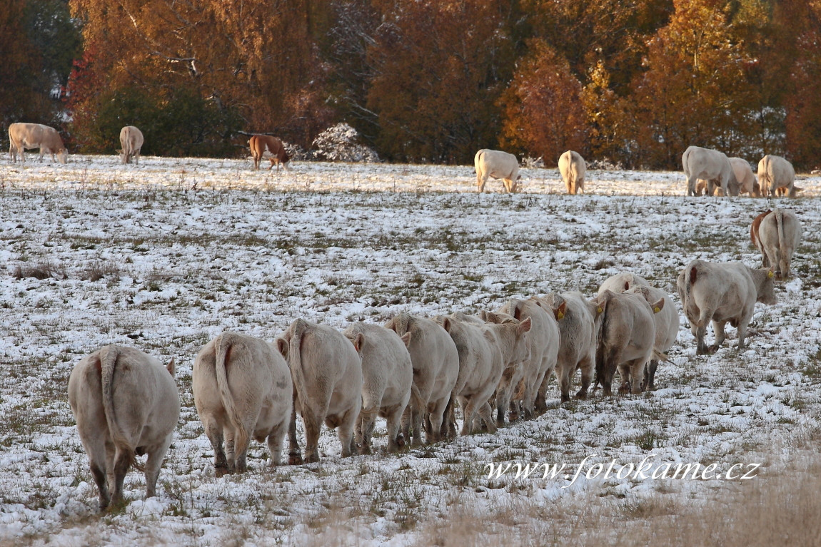 Velké Dvorce charolais  18