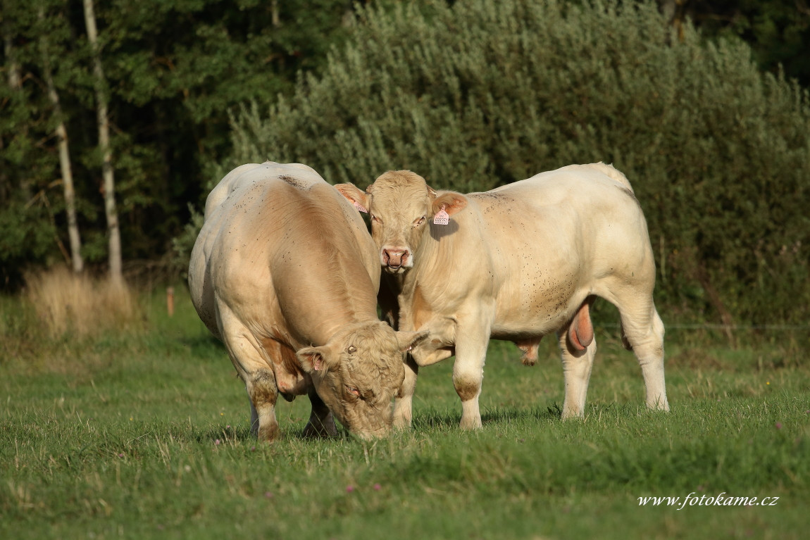 Velké Dvorce charolais  19