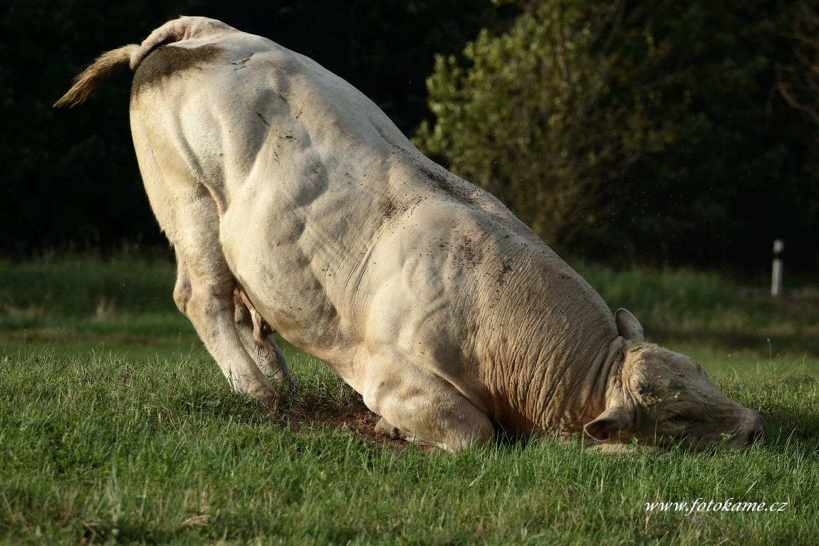 Velké Dvorce charolais  20