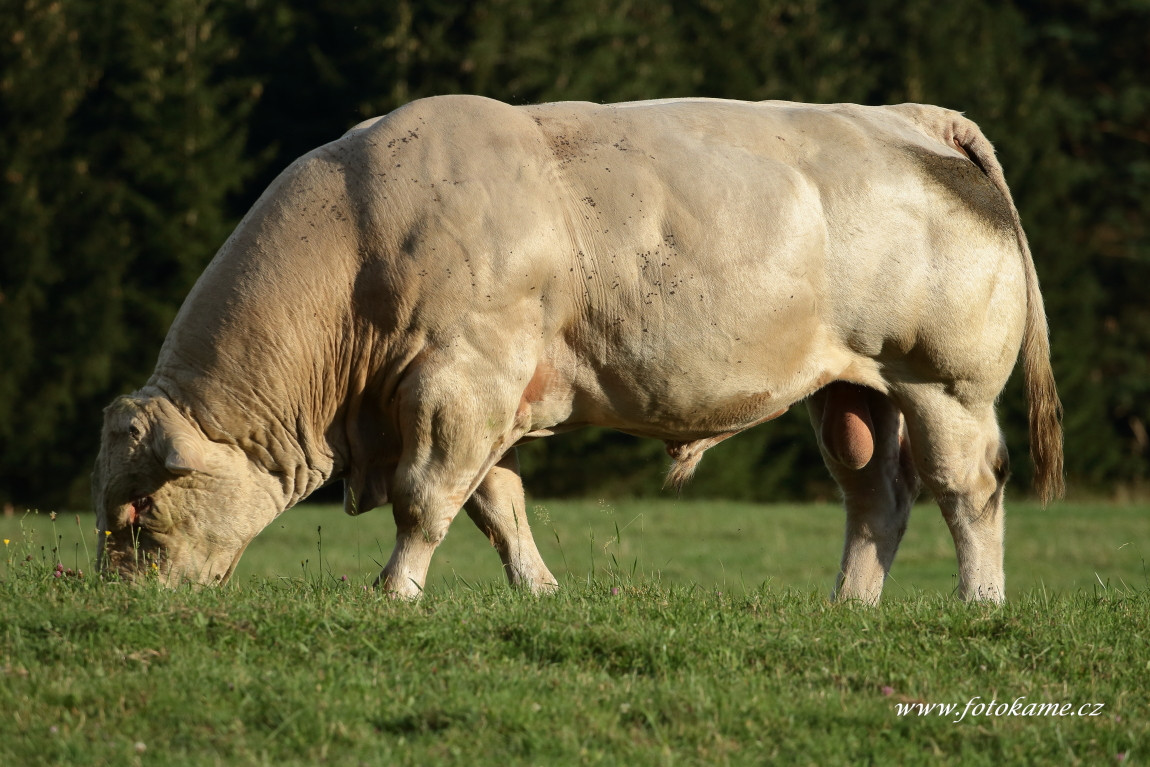 Velké Dvorce charolais  21