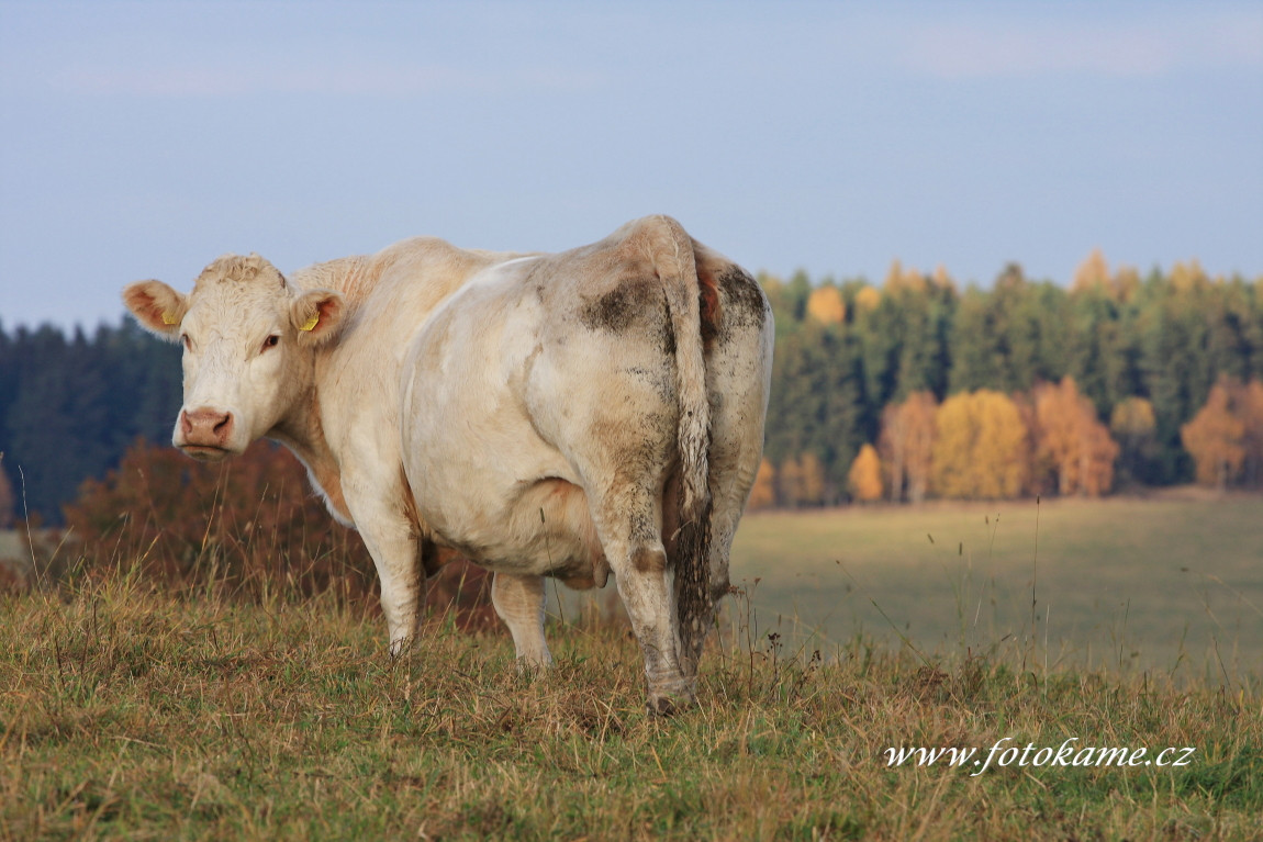 Velké Dvorce charolais  22