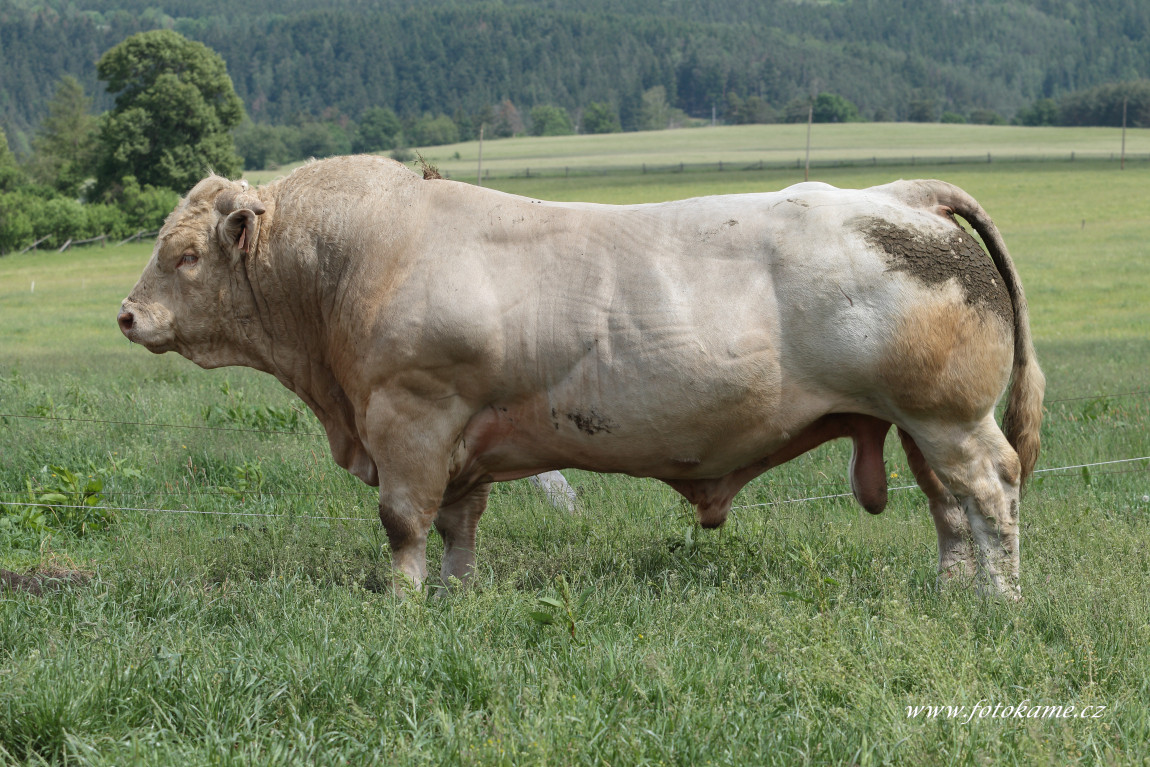 Dlouhé Hradiště charolais  7