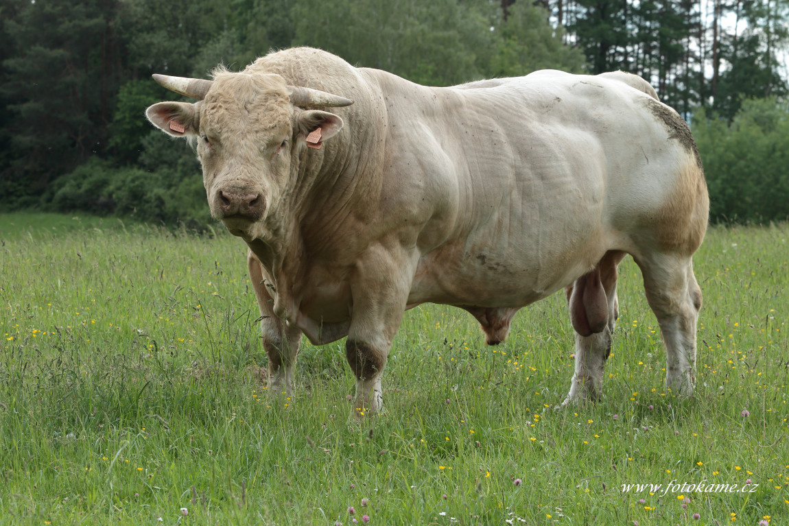 Dlouhé Hradiště charolais  11