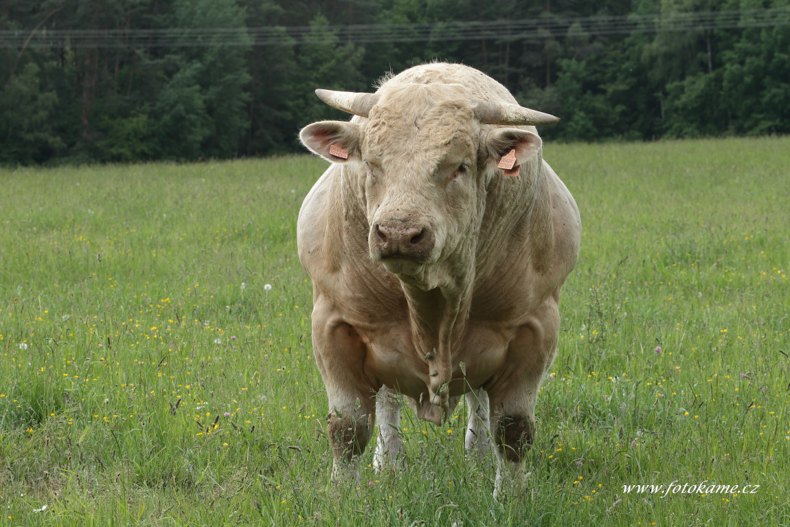 Dlouhé Hradiště charolais  12