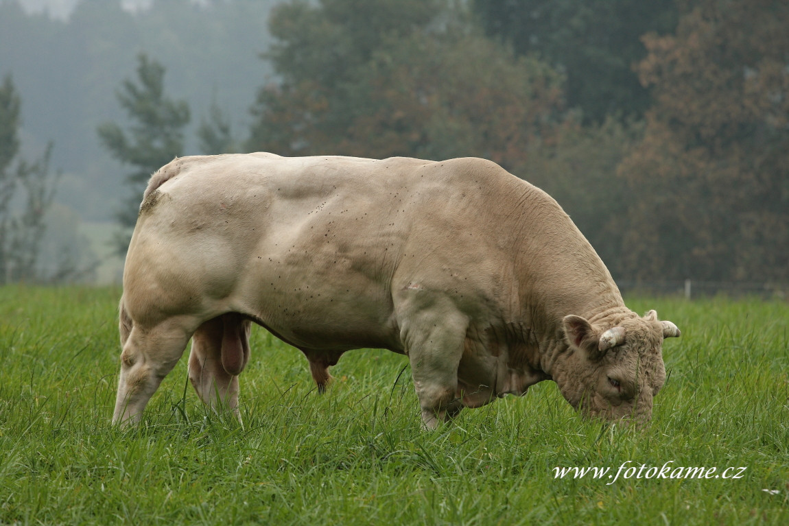 Orlov charolais  3