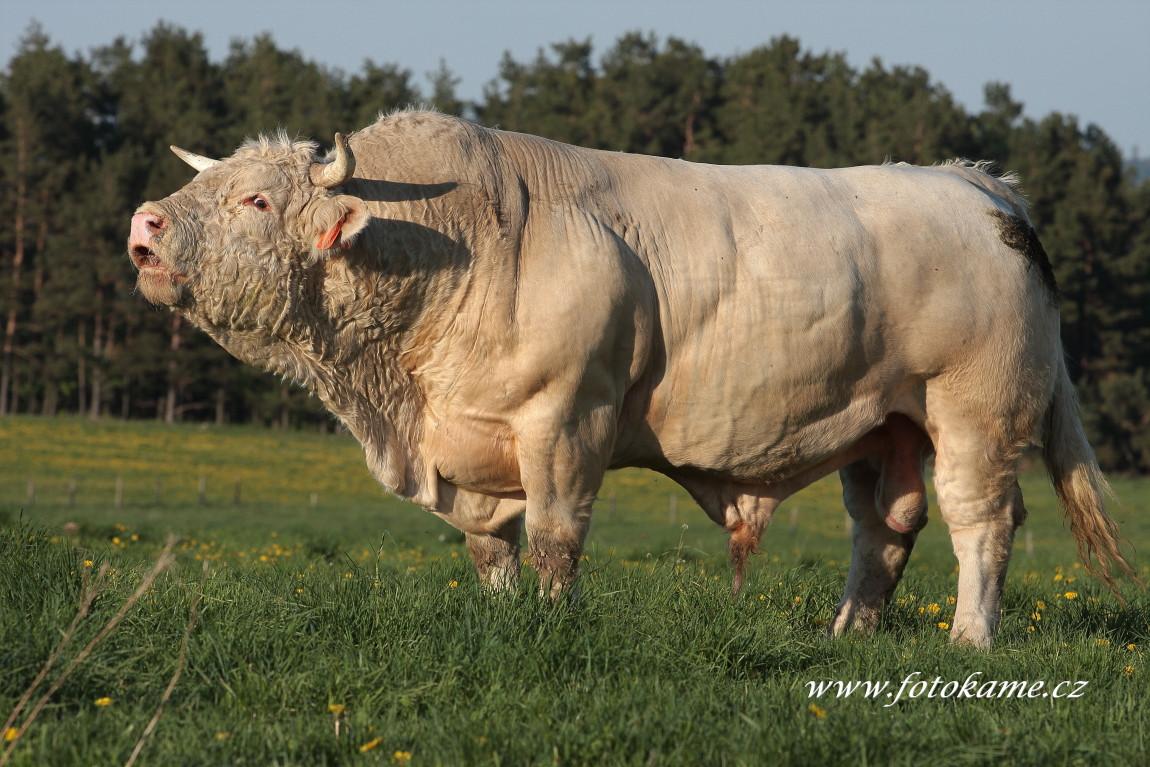 Velké Dvorce charolais  2