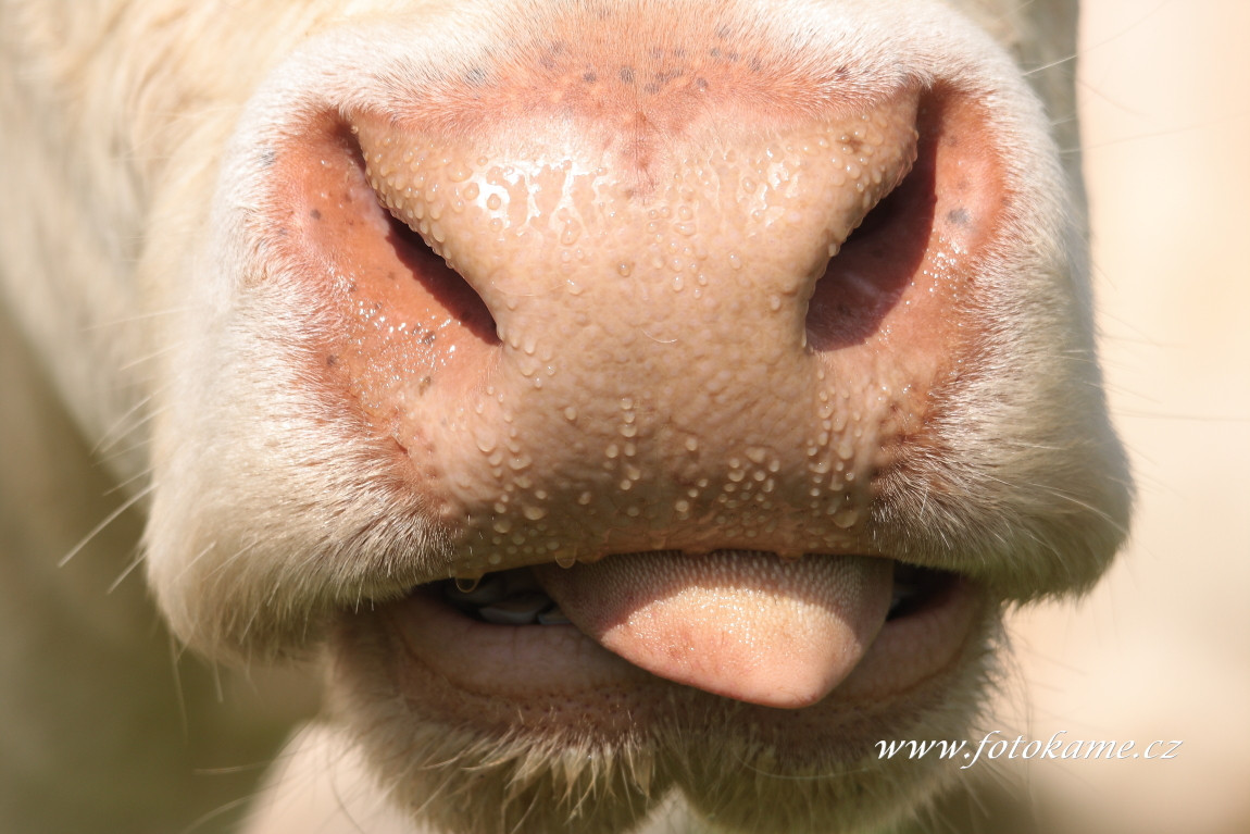 Velké Dvorce charolais  3